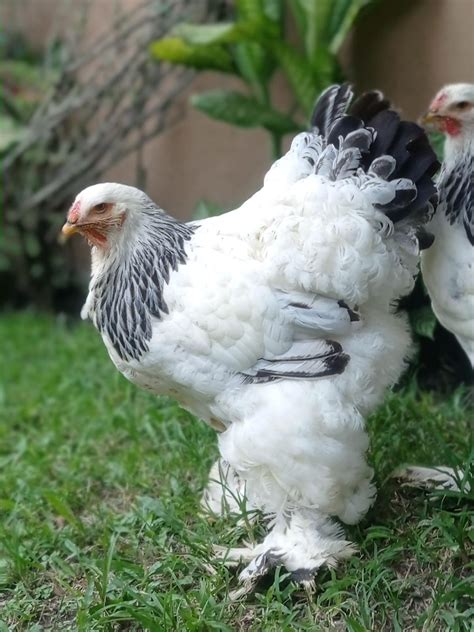 gallina brahma comprar